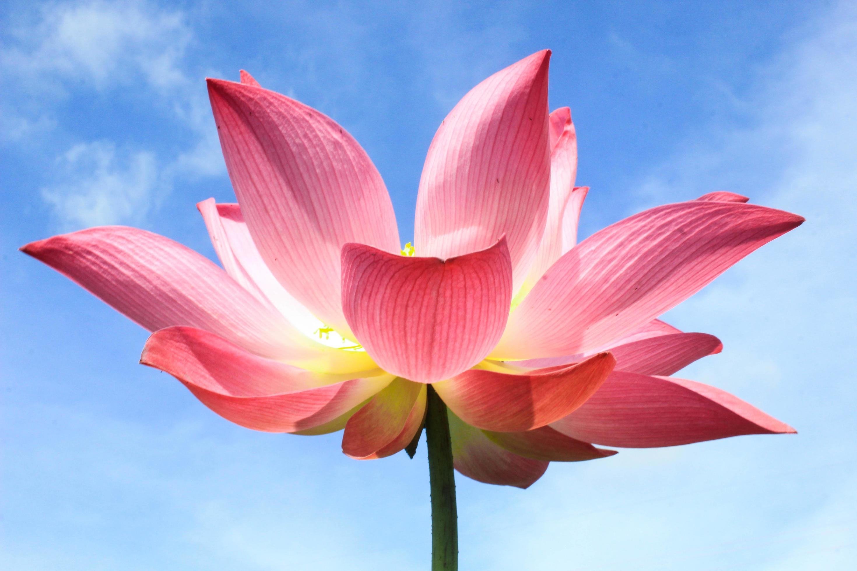 Pink lotus flowers bloom beautifully. Stock Free