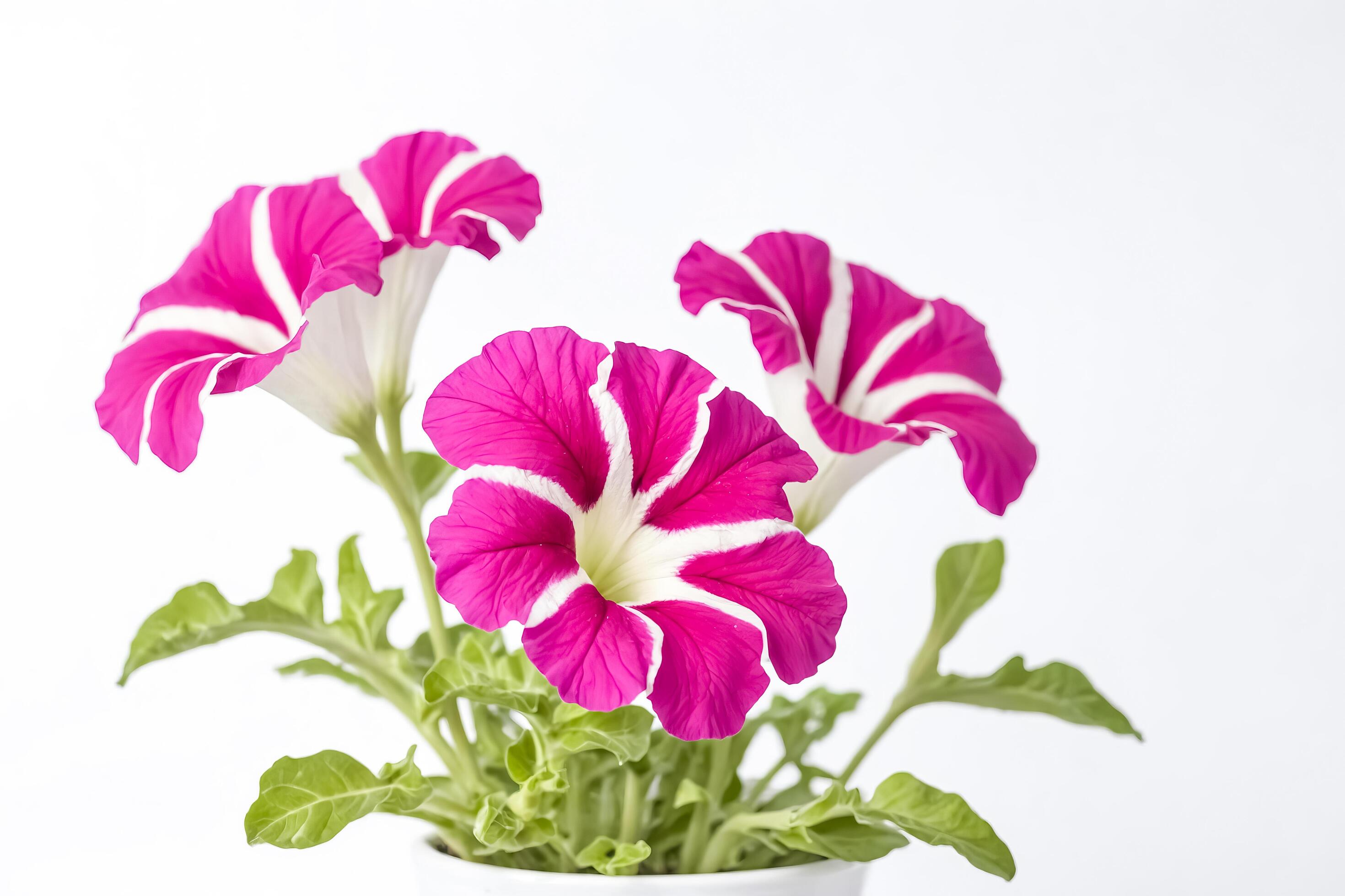 Close Up Pink Flowers On White Background Stock Free