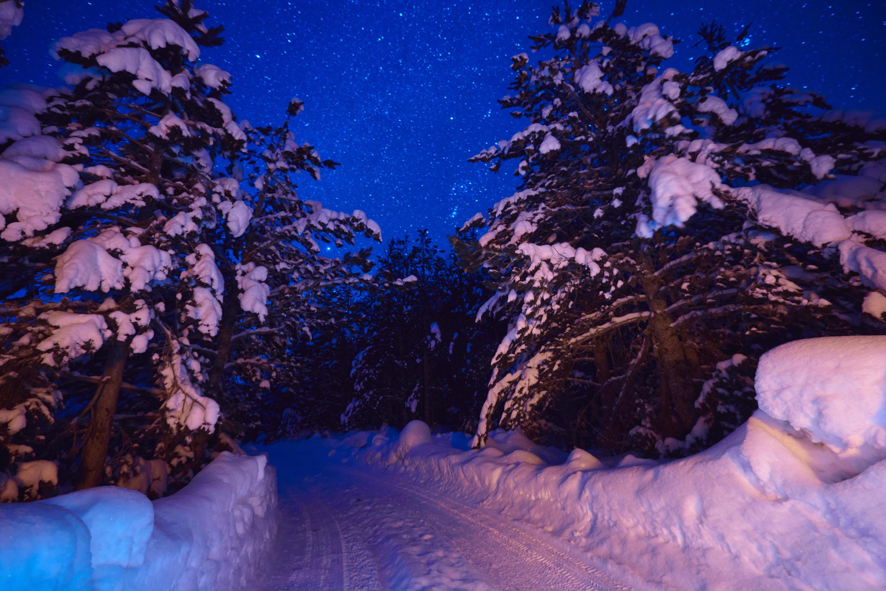 winter night landscape nature forest Stock Free