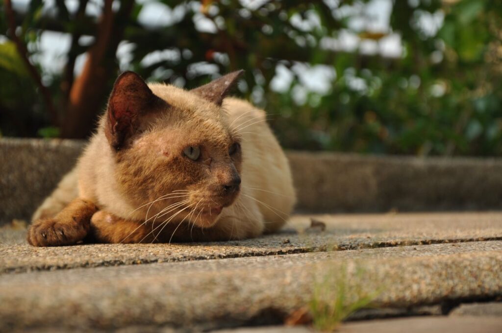 Cute Cat Brown Stock Free