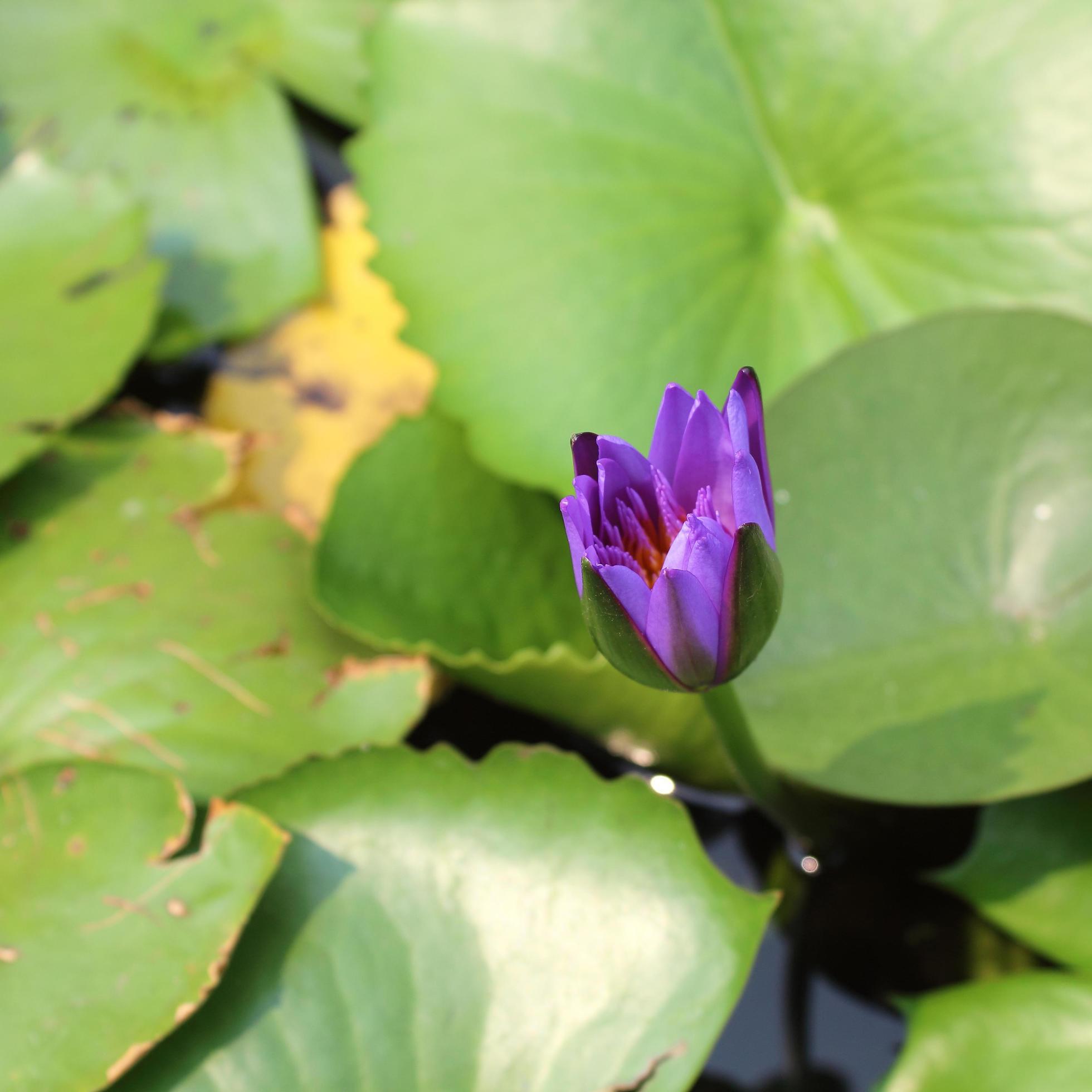 Violet water lily lotus flowers in the pool Stock Free