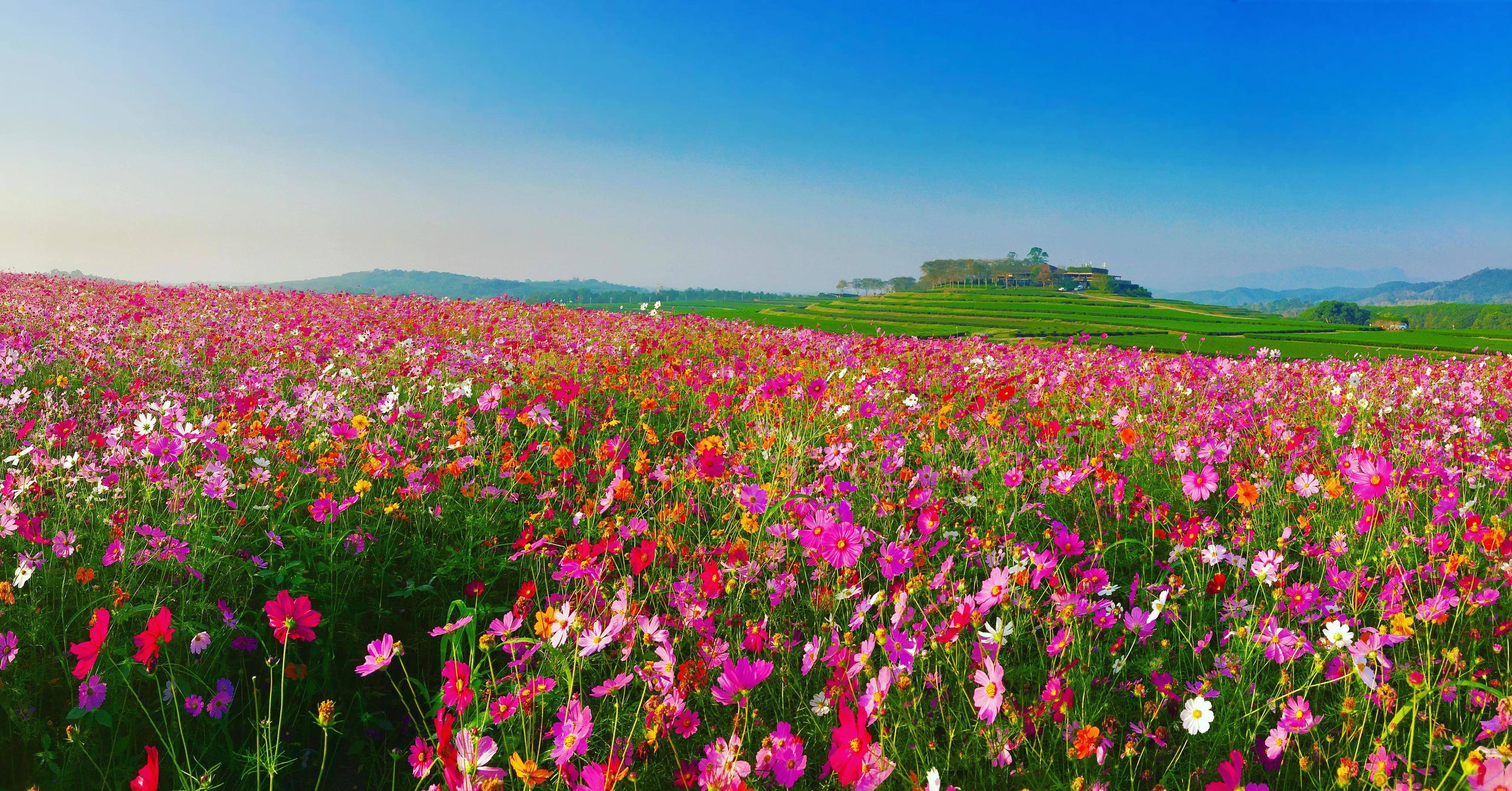 Landscape nature background of beautiful cosmos flower field Stock Free