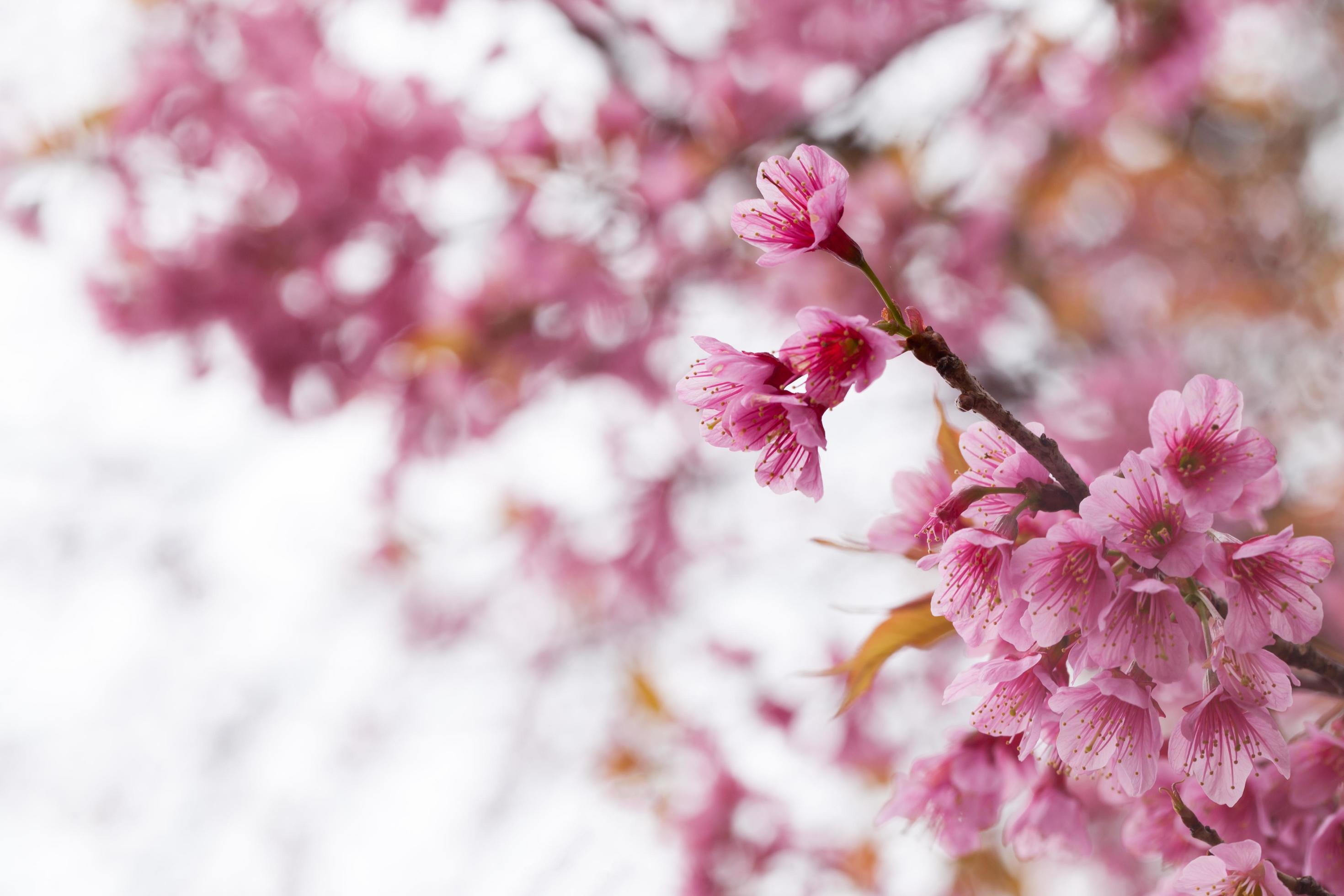 spring sakura pink flower abstract nature background Stock Free