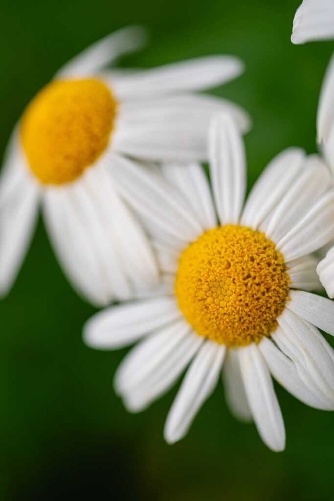 Amazing Macro of a Daisy Flower Free Photo