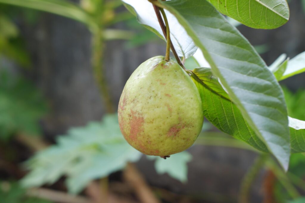 Guava fruit on the tree in the garden with green leaves background Stock Free