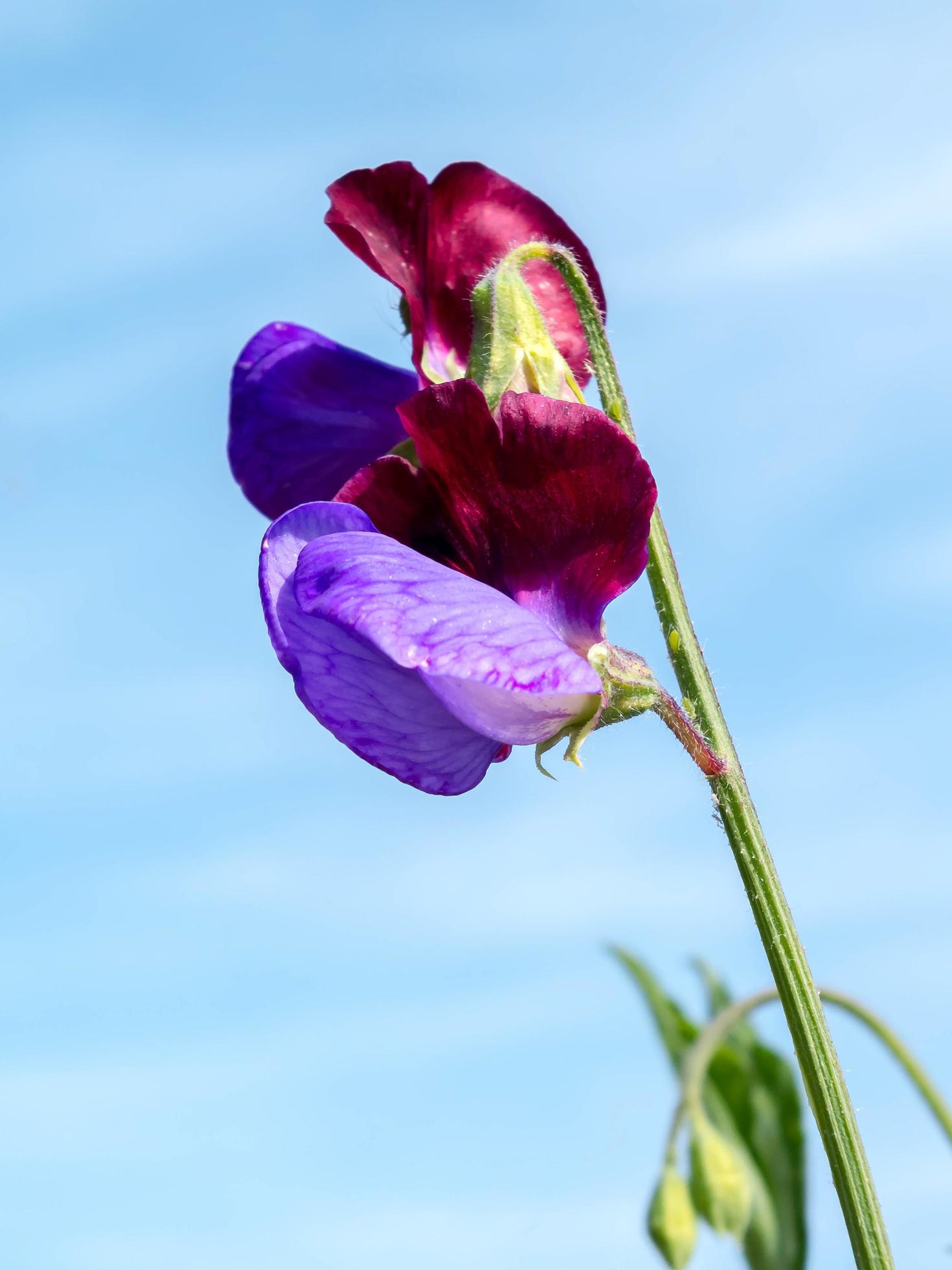 Multicoloured Sweet Pea Flower Stock Free