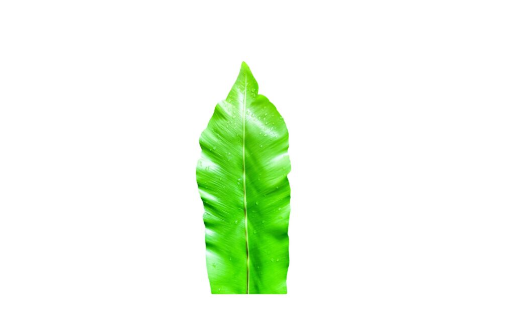 A cut-out of leaves on a white background with clipping paths. Stock Free