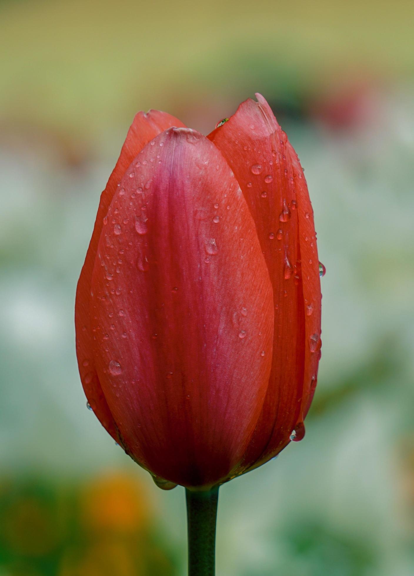 Red pink tulip flowers in the garden in the spring season Stock Free