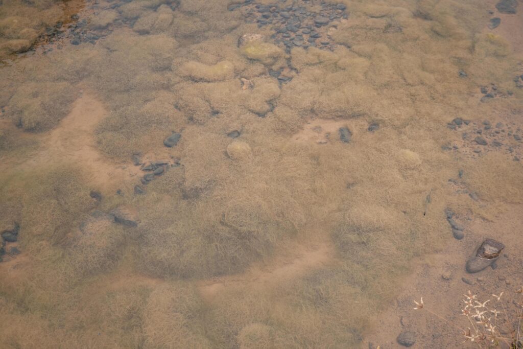 Yellow moss pond scum on waste water containment. The photo is suitable to use for nature background, wild life poster and botanical content media. Stock Free