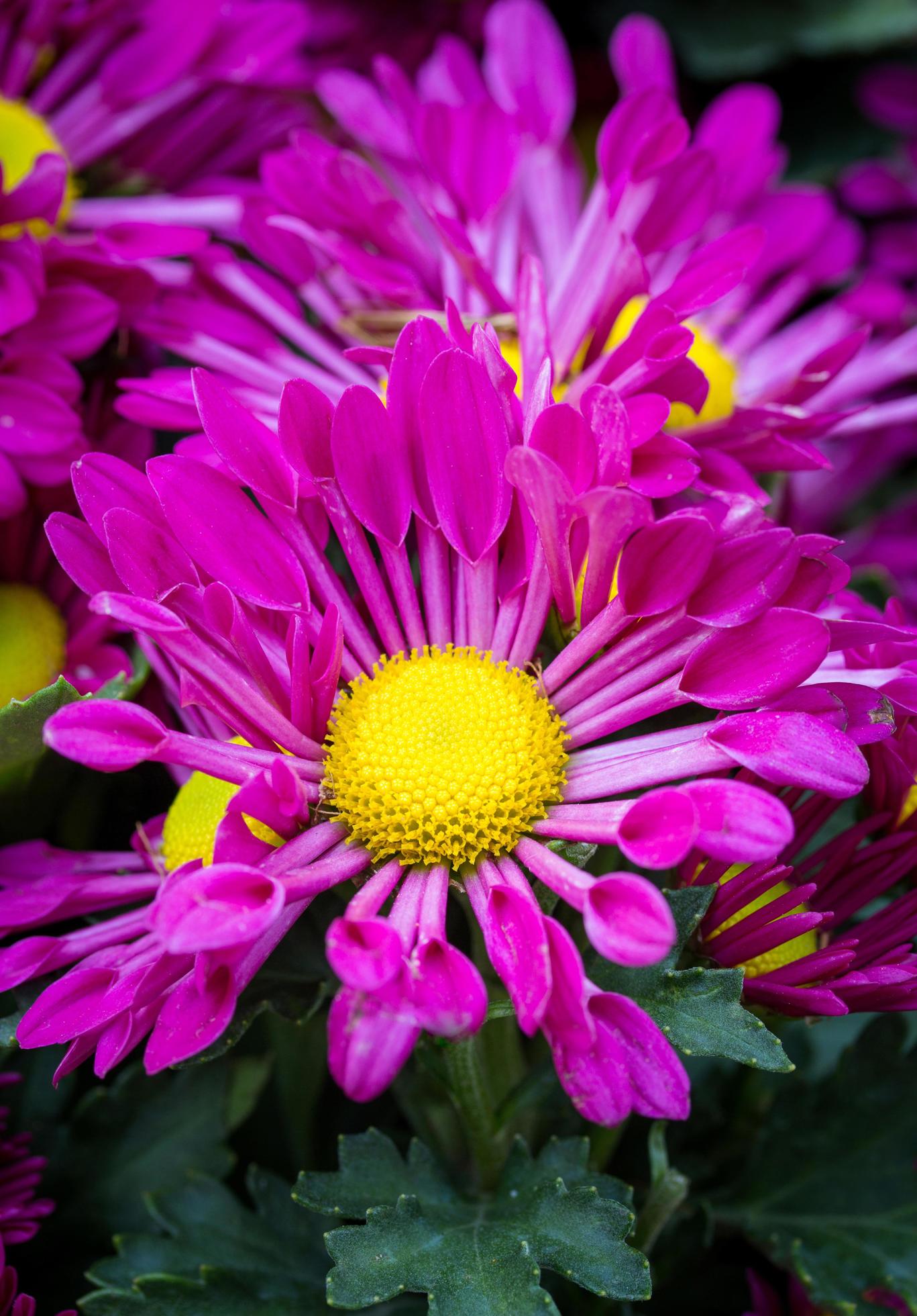 purple chrysanthemums daisy flower Stock Free