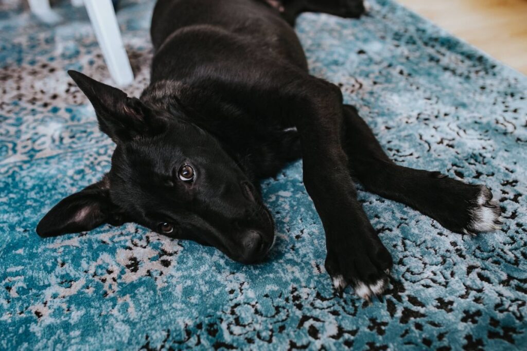 Black dog on a light blue carpet Stock Free