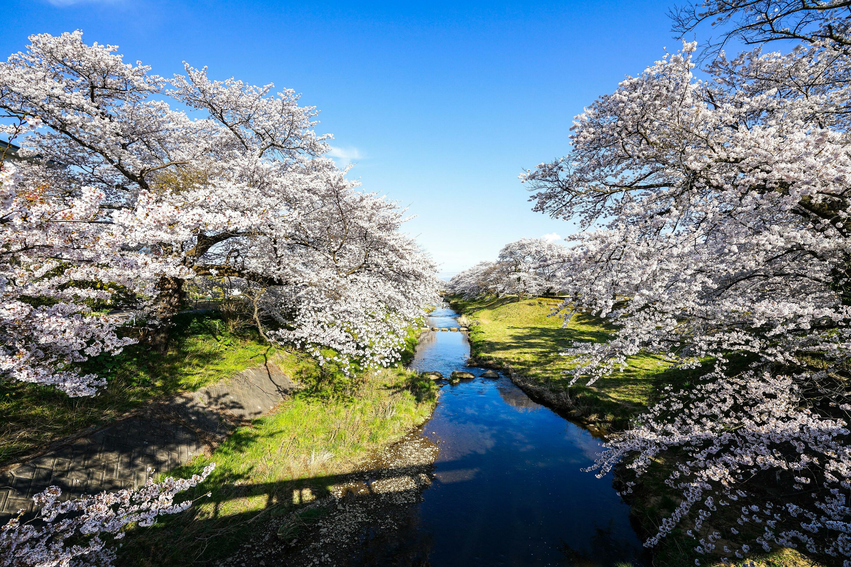 Beautiful cherry blossoms. sakura flowers in japan. Travel spring time. Stock Free