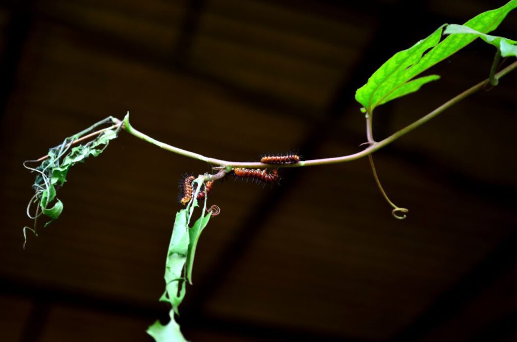 Insects Eating Leaves Stock Free