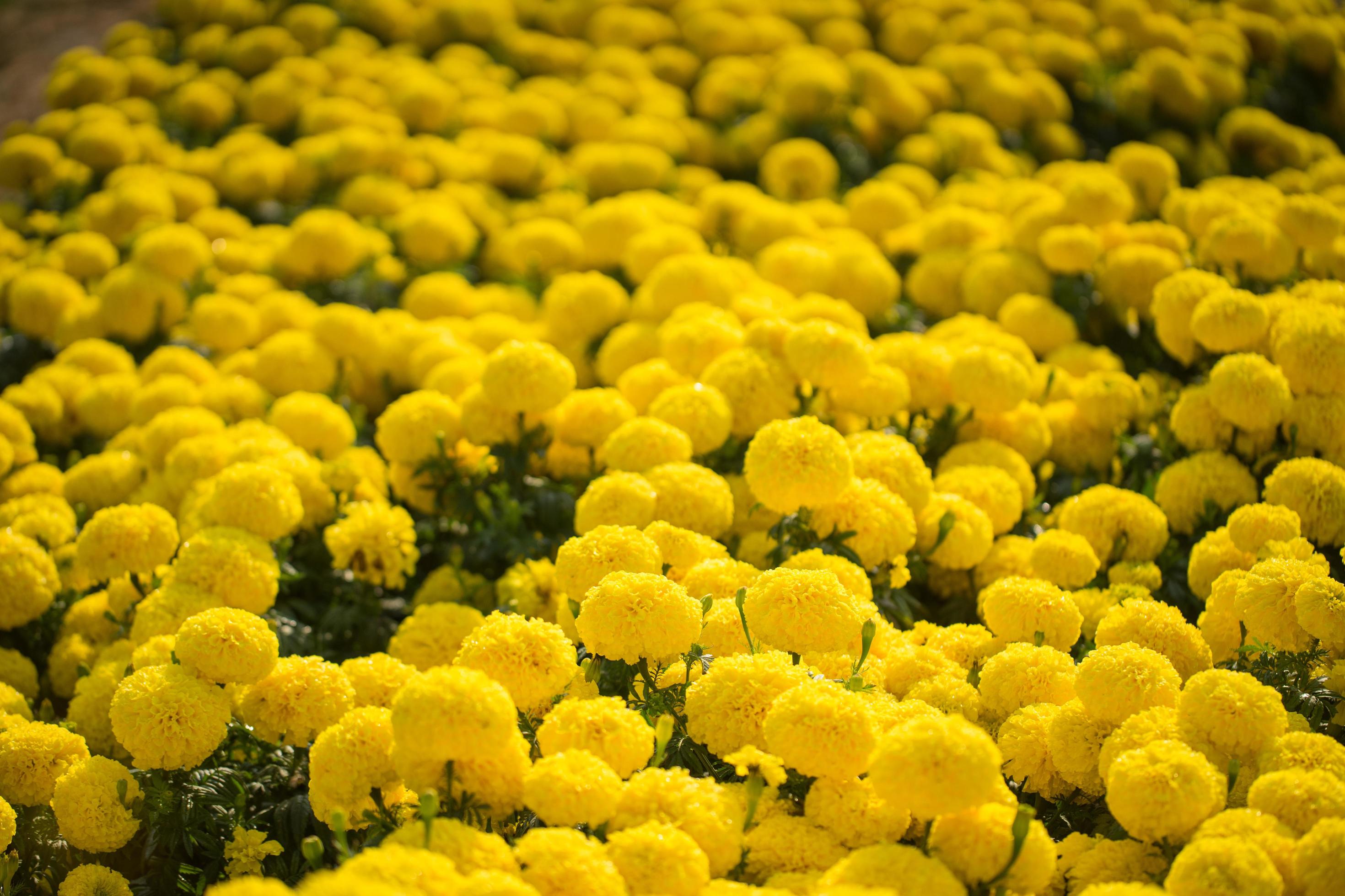 Yellow flower field with light Stock Free