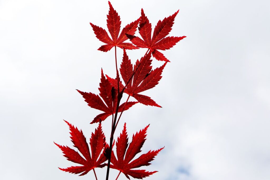 Maple Leaves Stock Free