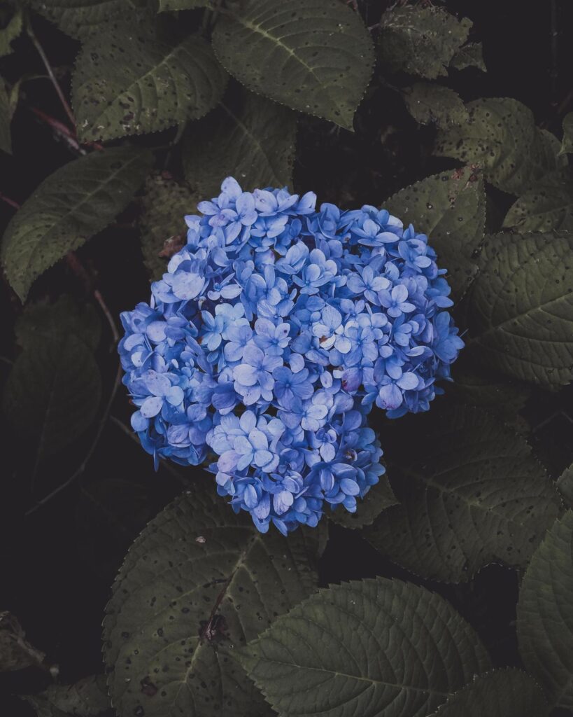 Blue hydrangea flower Stock Free