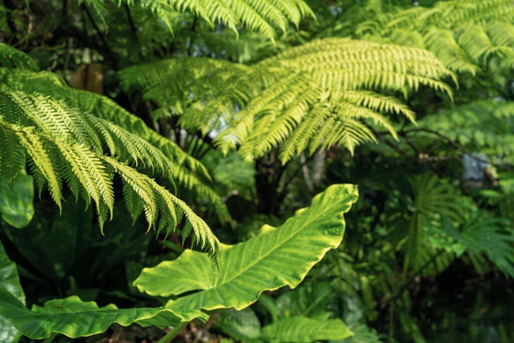 Nature photography, close-up of leaves in the forest Stock Free