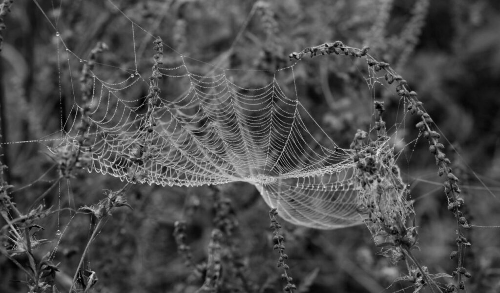 Spider Web on Plant Stock Free