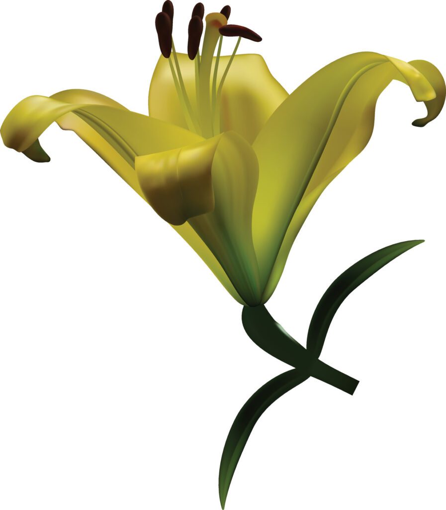 Plink lily flower isolated on white background. Realistic illustration. Free Vector