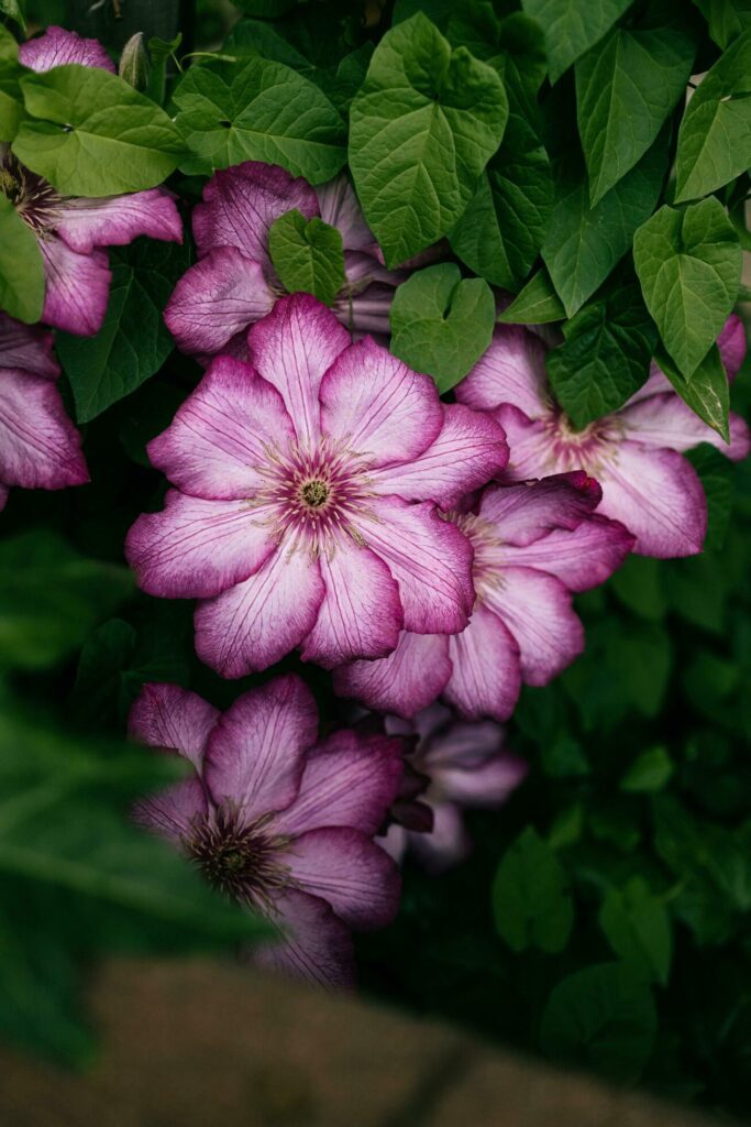 close up of a pink flower Stock Free