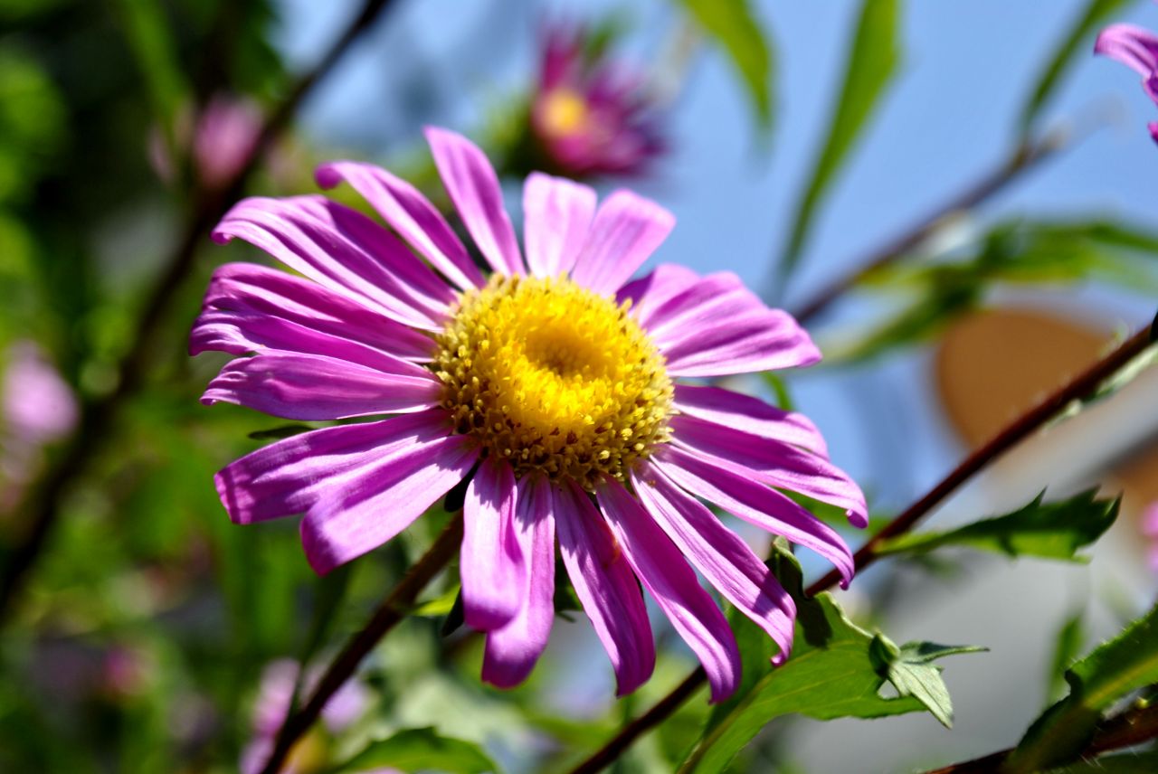 Purple Flower In Sun Stock Free