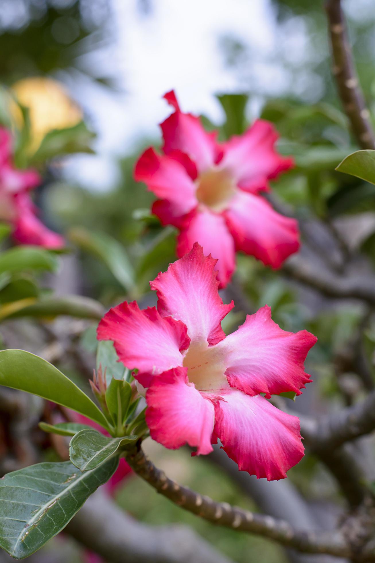 Desert Rose is a bright-colored flowers. Desert Roses are Thai Flower. Stock Free