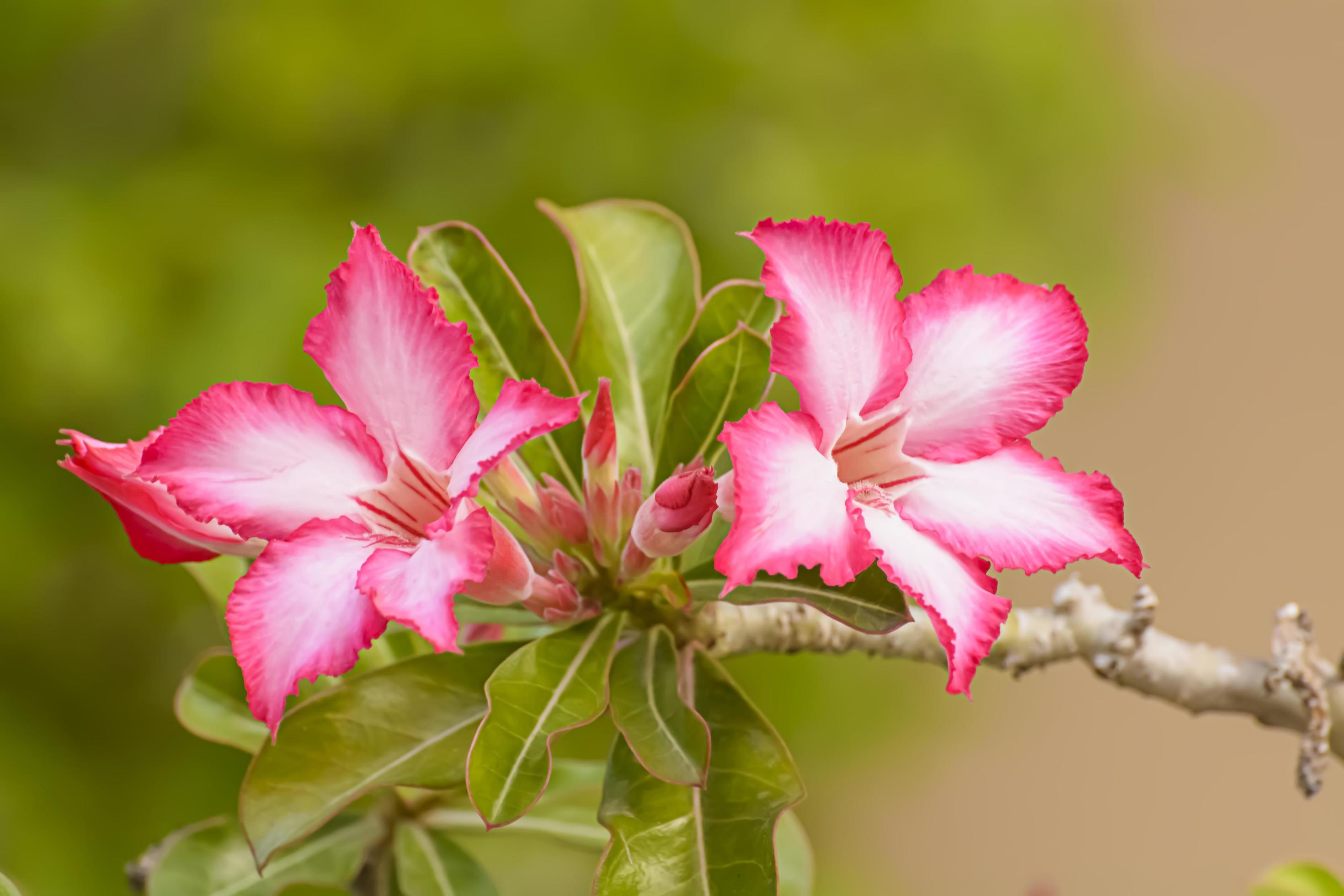 Desert Rose is a bright-colored flowers. Desert Roses are Thai Flower. Stock Free