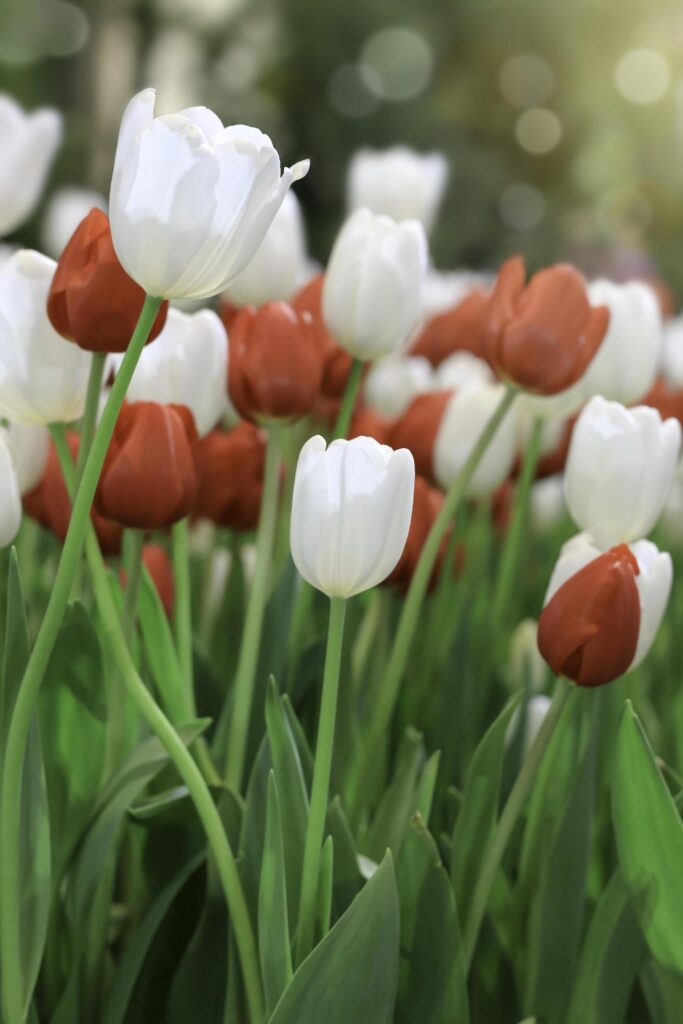 Red and white tulip flower blooming in the spring garden, soft selective focus Stock Free