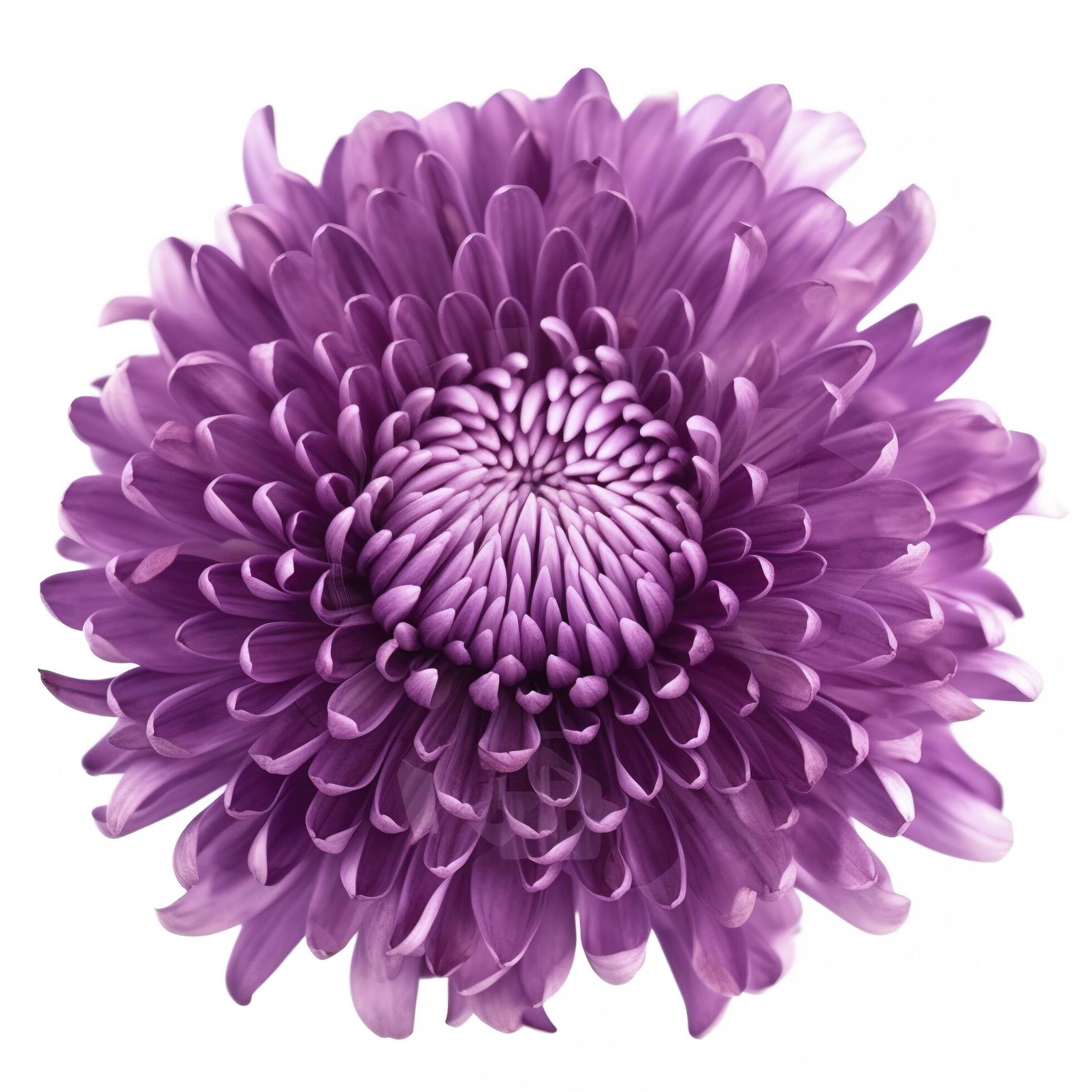 Big purple flower isolated on white background, generate ai Stock Free