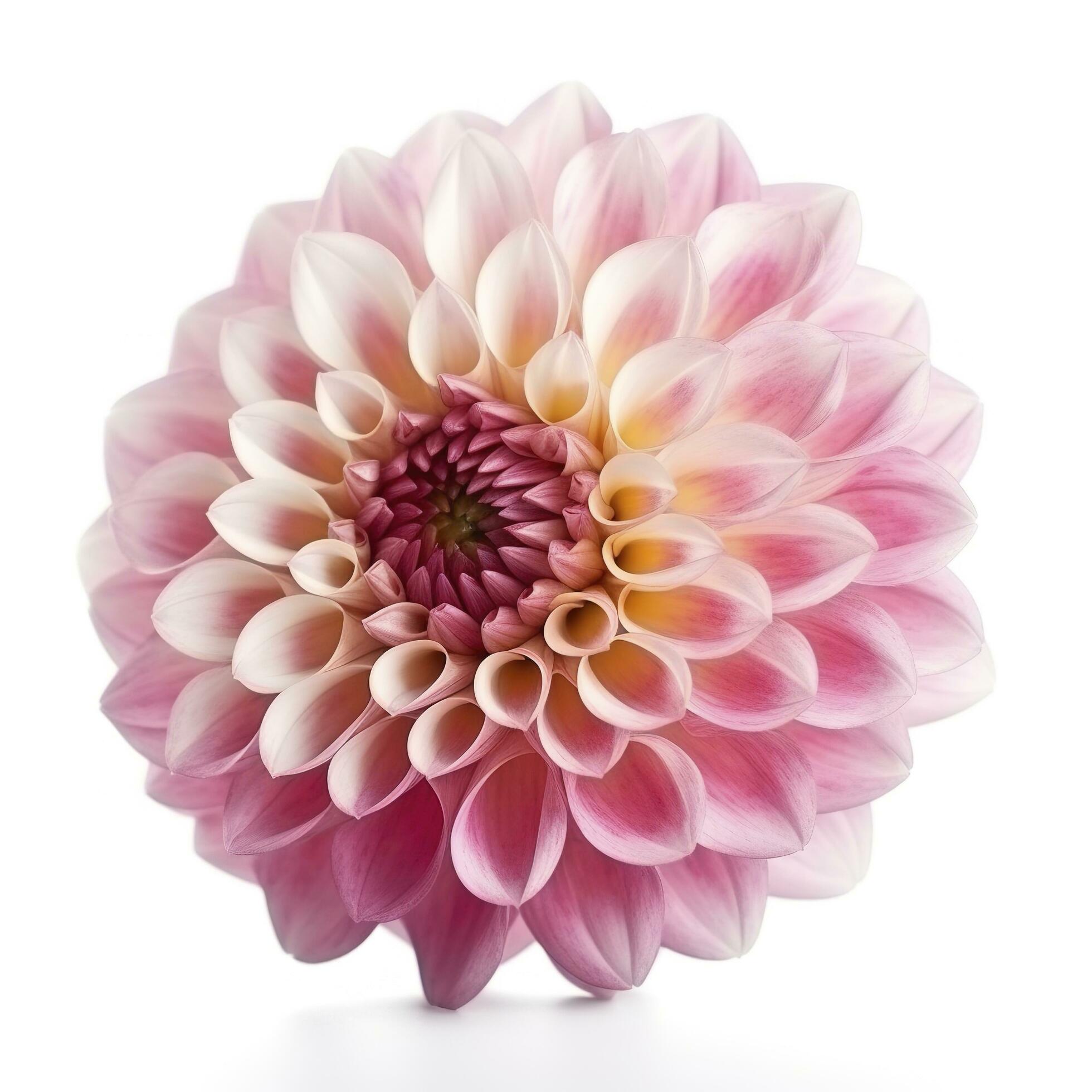 pink flower dahlia on a white background isolated with clipping path. Closeup. for design. Dahlia, generate ai Stock Free