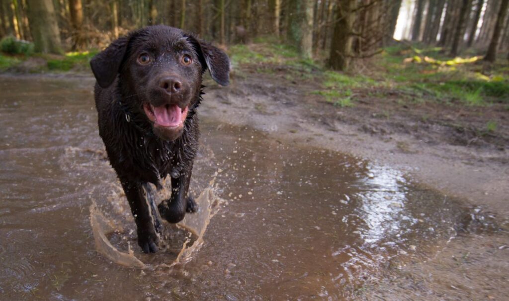 Dog having fun Stock Free