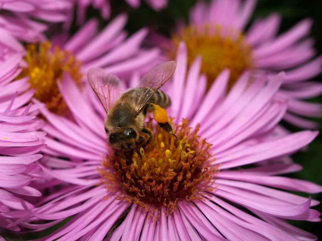 Bee on a Flower Stock Free