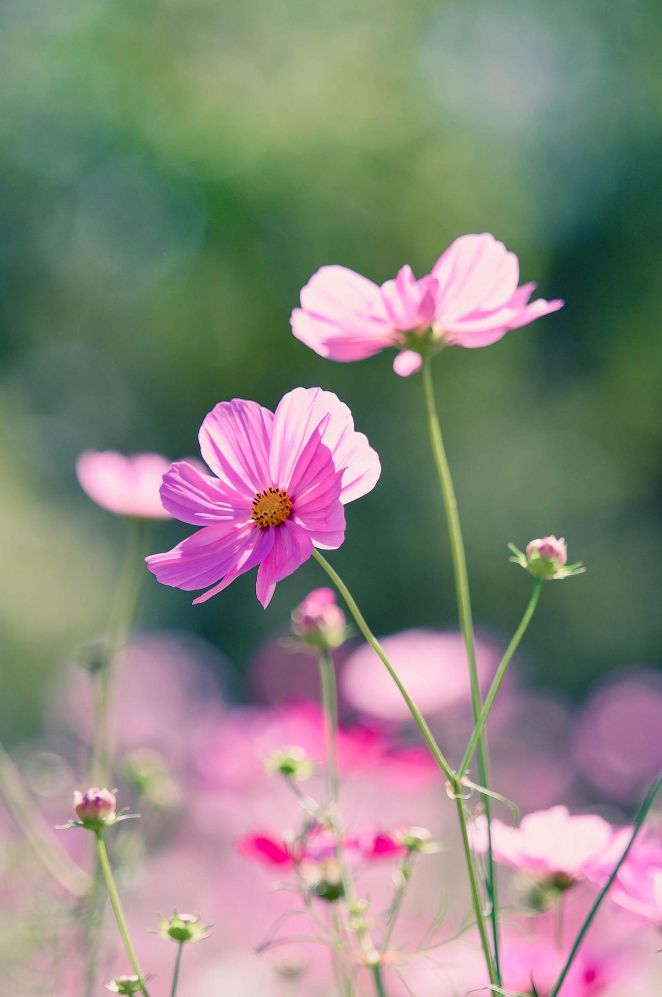 Spring cosmos flower pink blooming in the garden colorful field background Stock Free