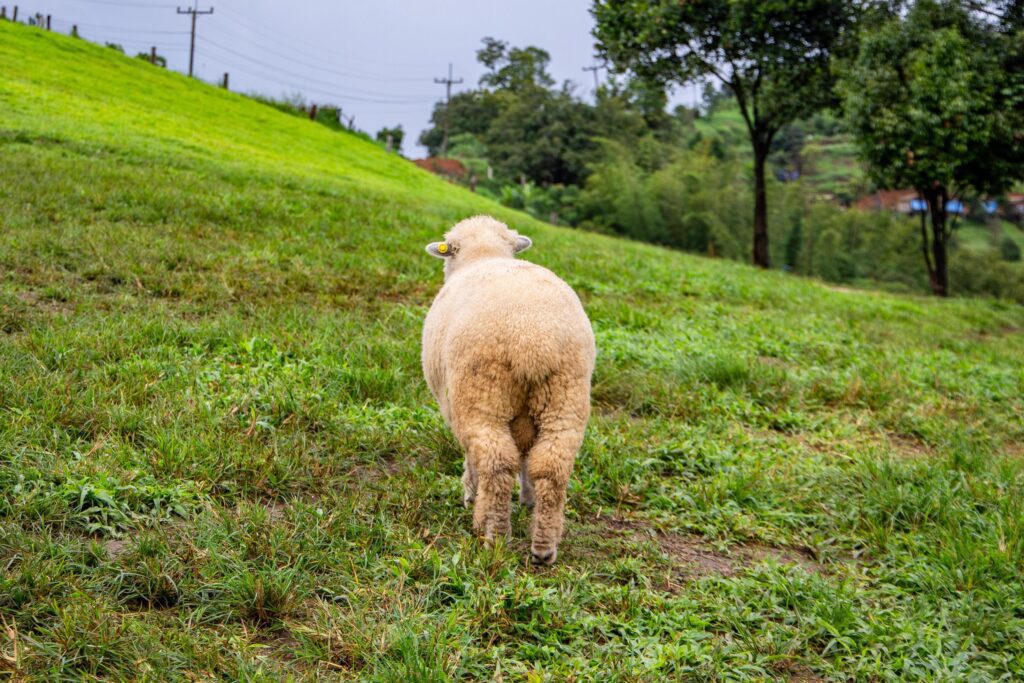 Flock of sheep grazing on the mountain The background is a natural landscape. Mountains and fog in the rainy season of Thailand. Stock Free