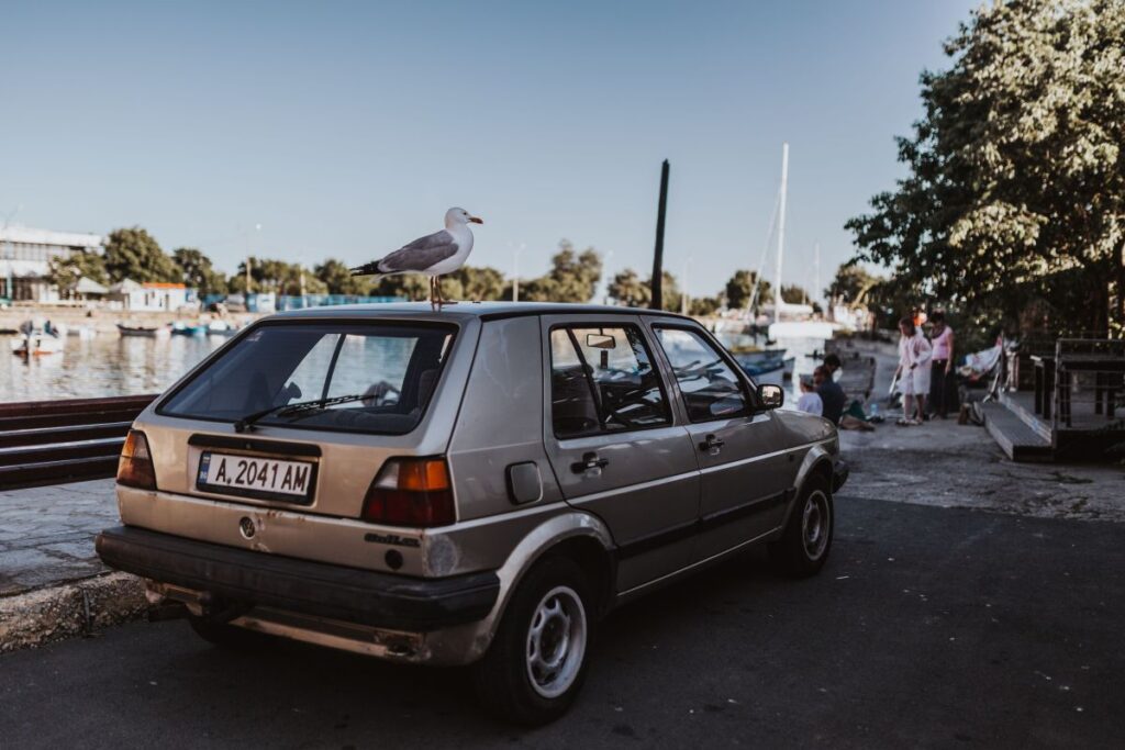 Seagull on a car roof Stock Free