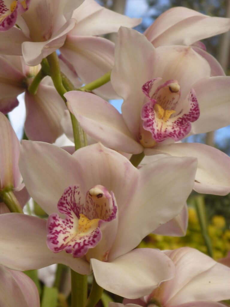 Lovely Cream Pink Flower Orchid Stock Free