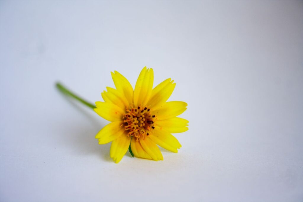 Yellow Flower Stock Free