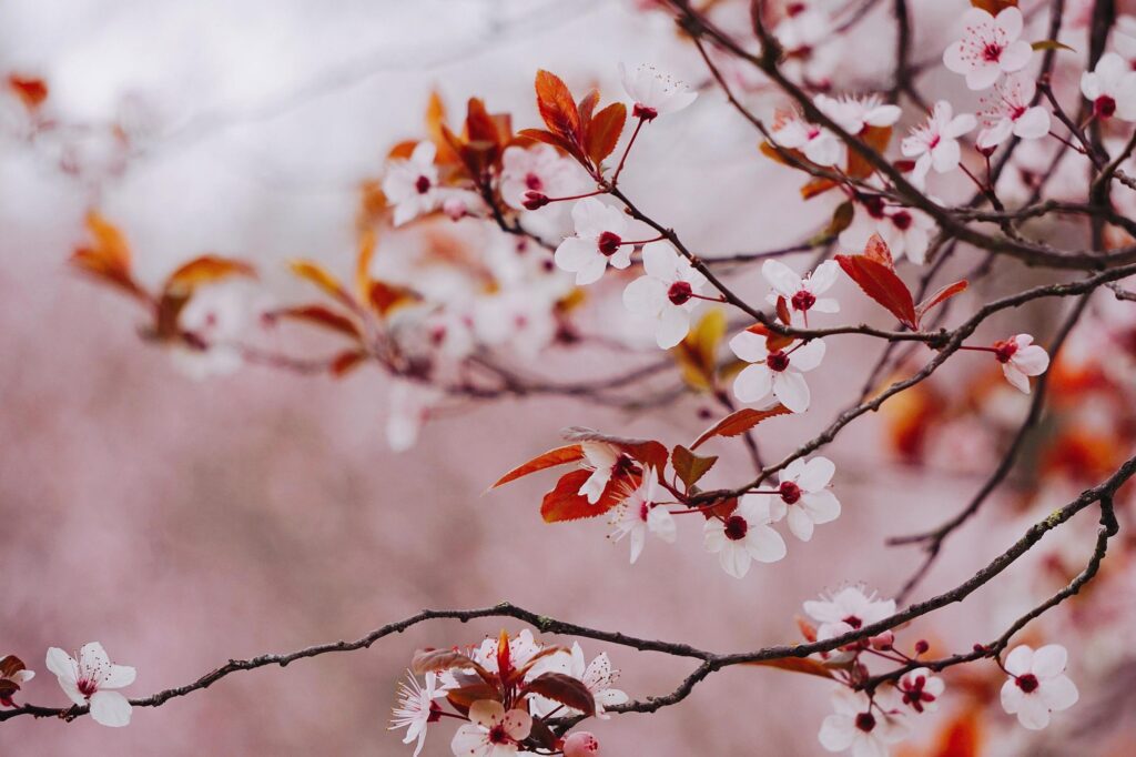 Pink flower plant in nature in the spring season Stock Free