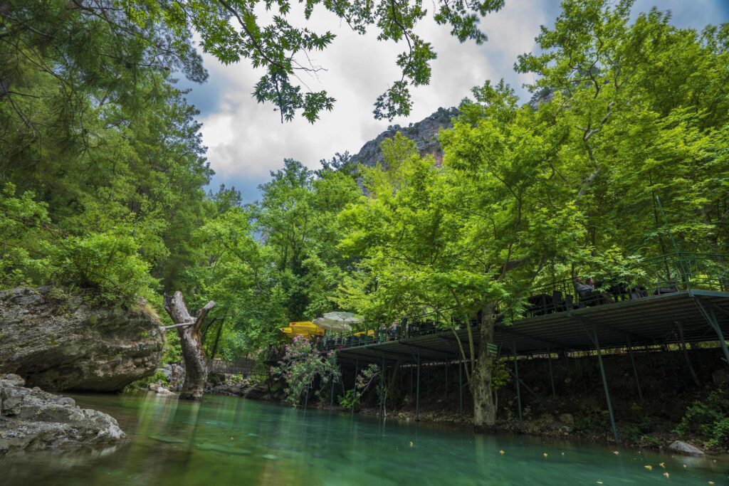 Mountain river stream waterfall green forest Landscape nature plant tree rainforest jungle Stock Free