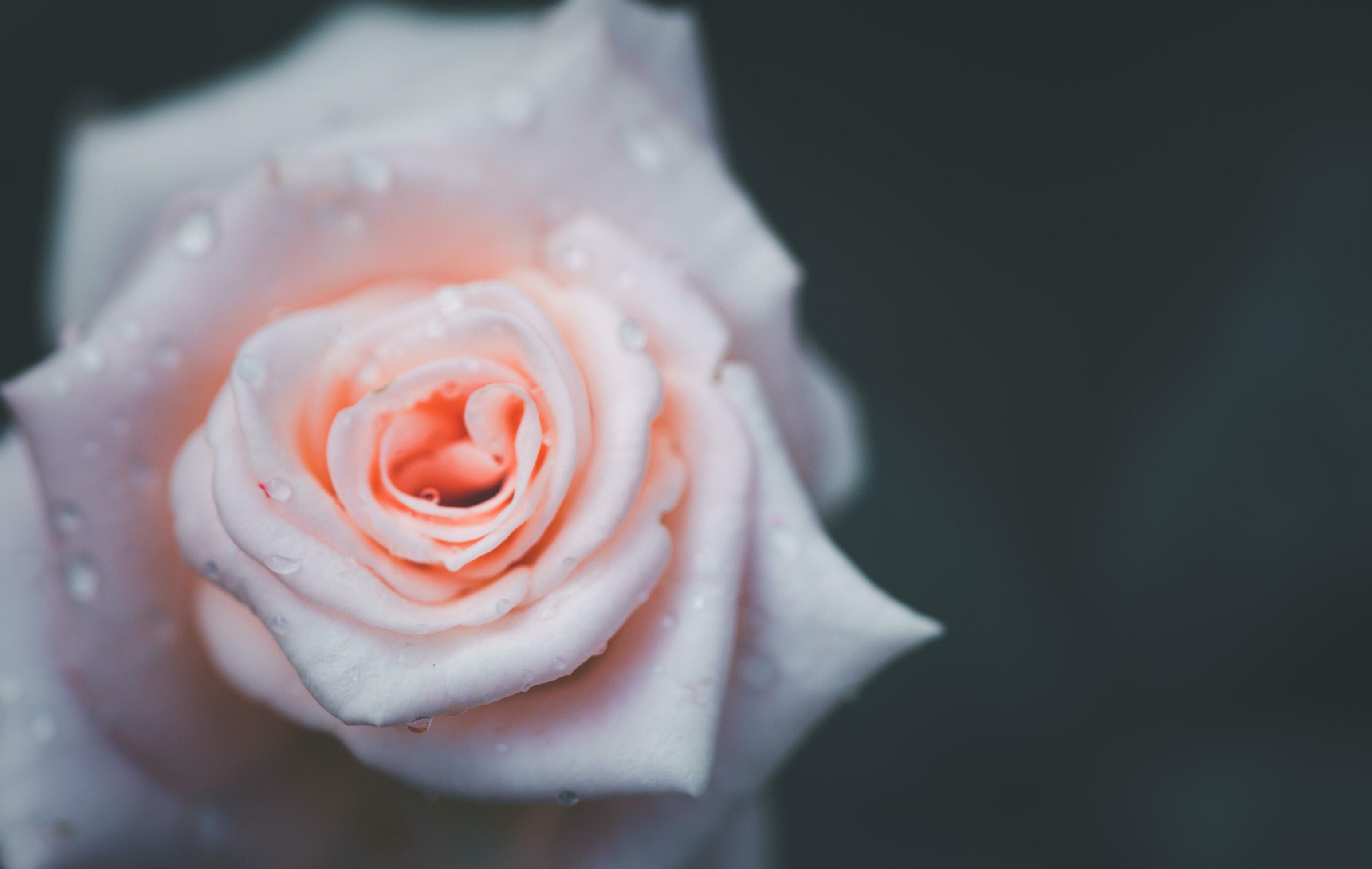 closed up of light pink roses on black background. Top view and copy space flower and love Stock Free