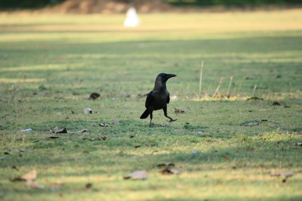 Crow Grass Stock Free