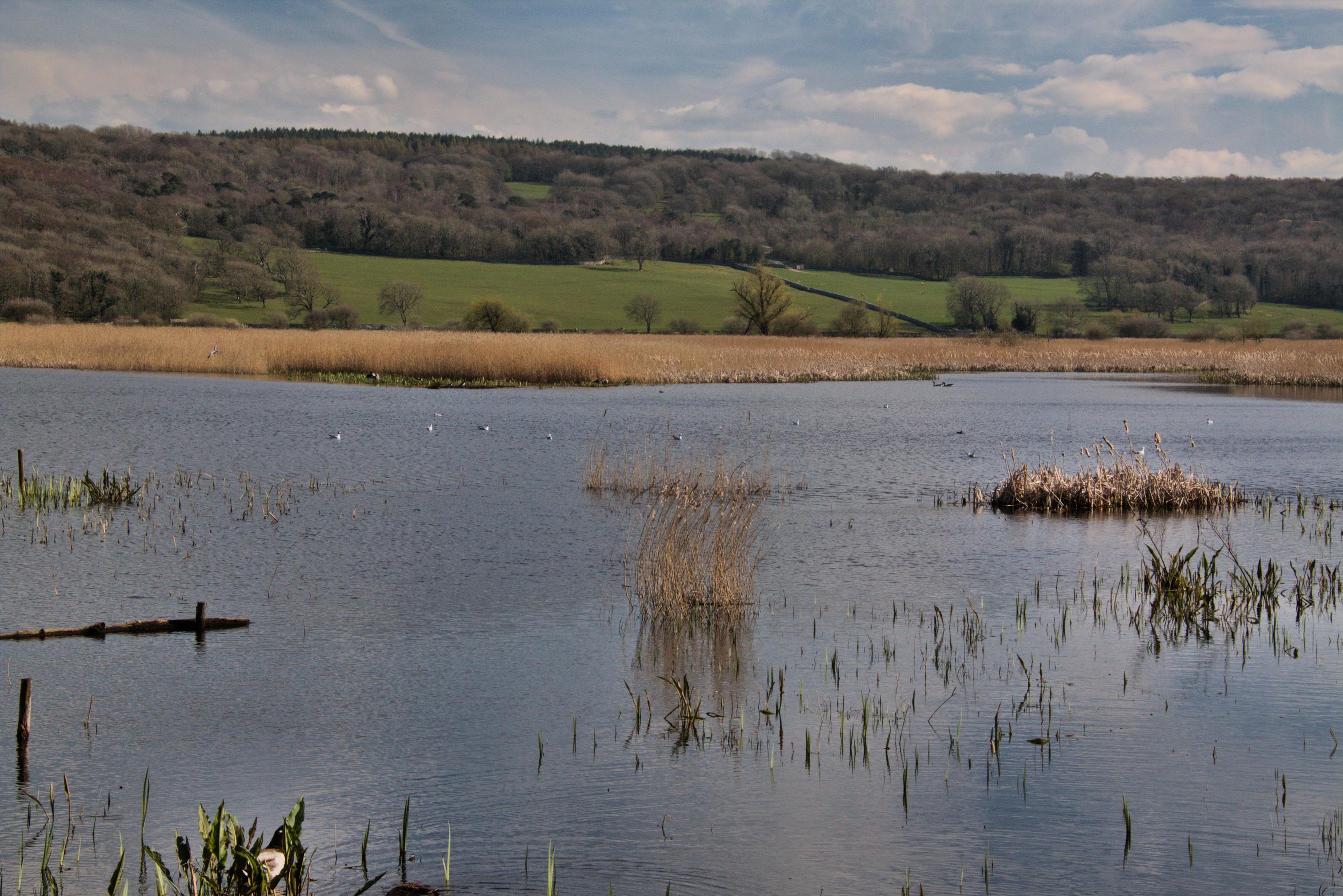 A view of Leighton Moss Nature Reserve Stock Free