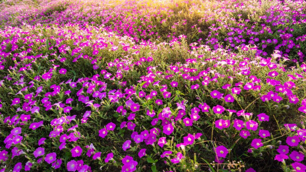 Landscape of blooming pink and white flower field on mountain under the red colors of the summer sunset. Stock Free