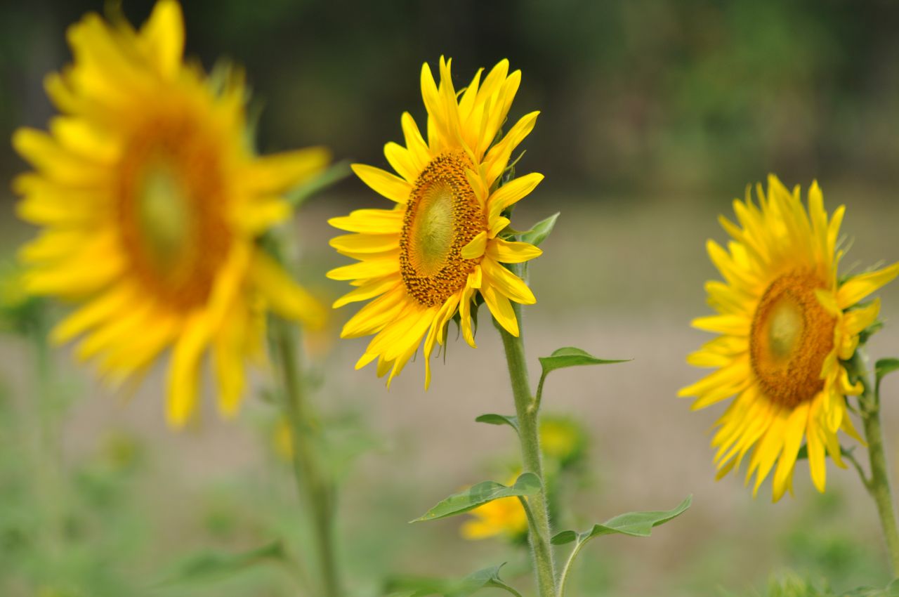 Three Sunflowers Close Stock Free