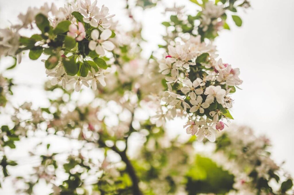 White Petal Flowers Stock Free