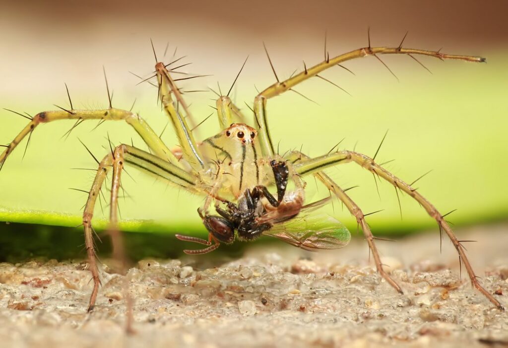 Insect on Plant Stock Free