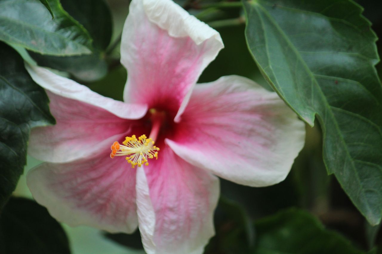 Hibiscus Flower Full Bloom Stock Free