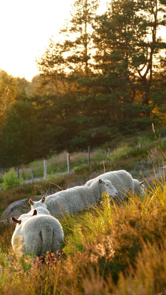 Band of sheeps Stock Free