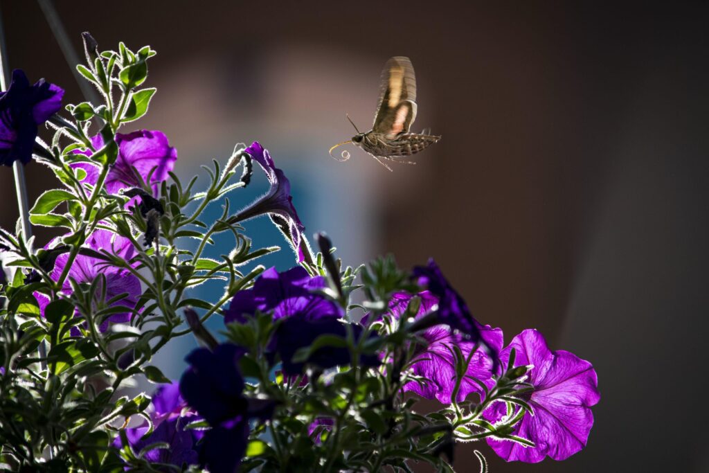 Insect flying toward purple flower Stock Free