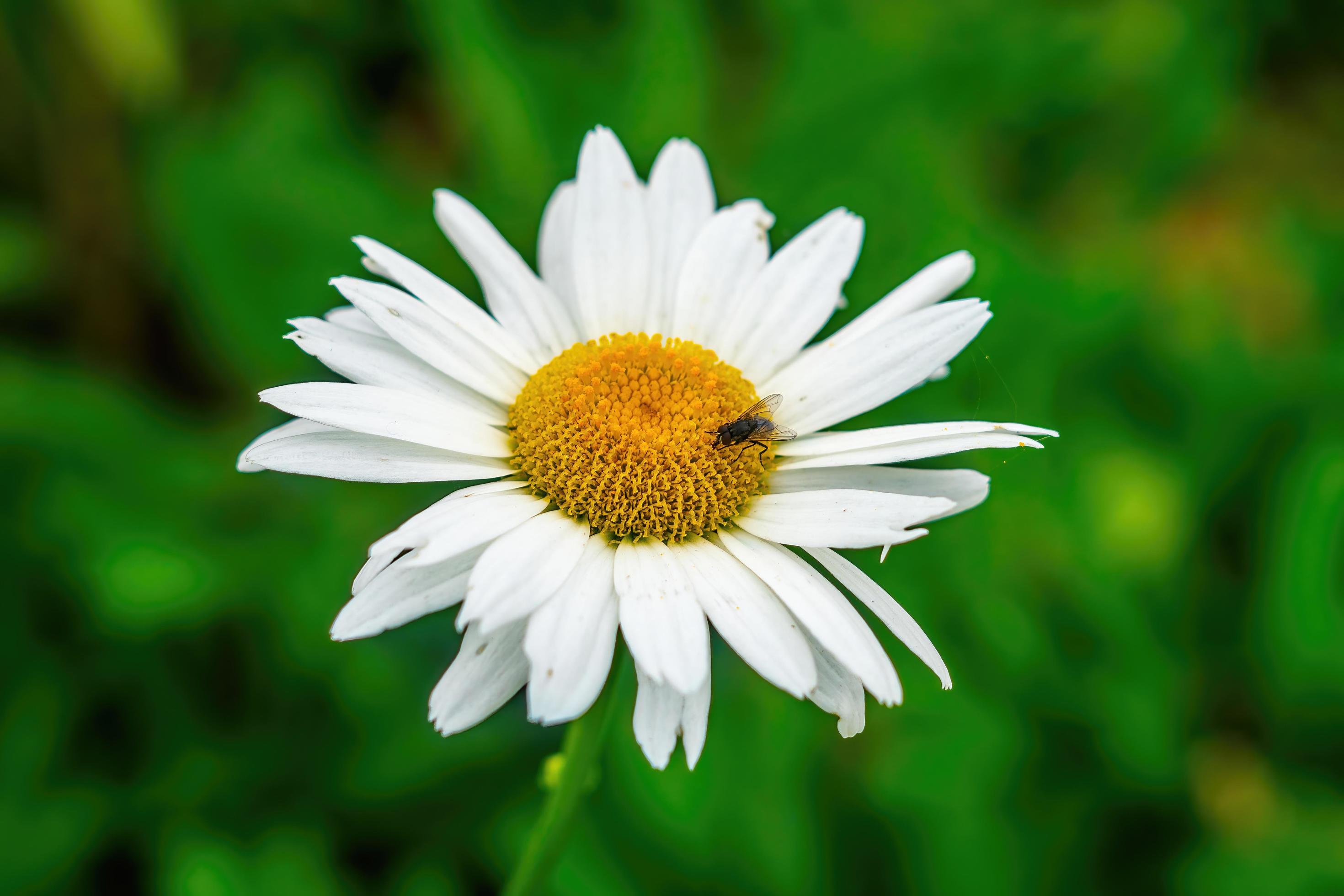 flowers garden park nature background premium photo Stock Free